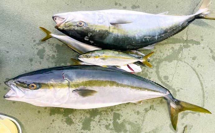 伊勢湾の青物ジギングで85cmブリを手中【愛知】マイワシパターン＆台風後の濁りにヒット集中