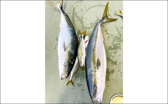 伊勢湾の青物ジギングで85cmブリを手中【愛知】マイワシパターン＆台風後の濁りにヒット集中