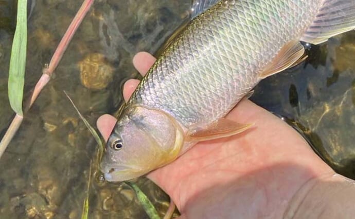 湖北エリアのハスゲームで良型連発【滋賀・琵琶湖】ミノー＆トップにヒット