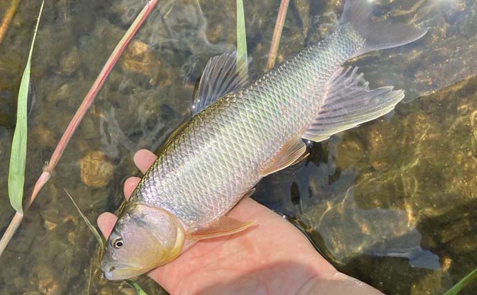 湖北エリアのハスゲームで良型連発【滋賀・琵琶湖】ミノー＆トップにヒット