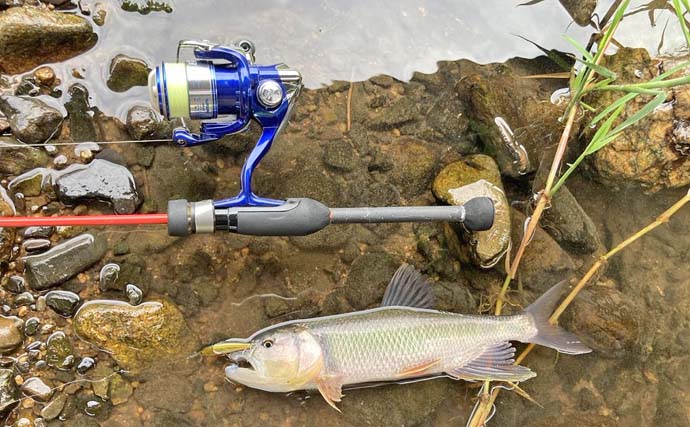 湖北エリアのハスゲームで良型連発【滋賀・琵琶湖】ミノー＆トップにヒット