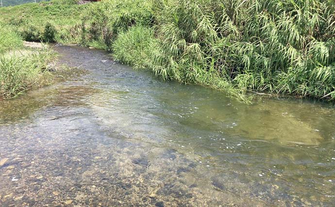 湖北エリアのハスゲームで良型連発【滋賀・琵琶湖】ミノー＆トップにヒット