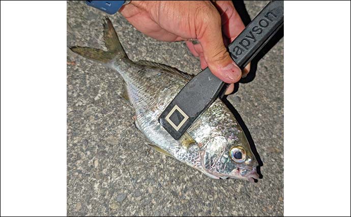 「短時間で五目達成！」紀北町・錦湾の夜釣りでアジ35匹＆クロサギも登場【三重】