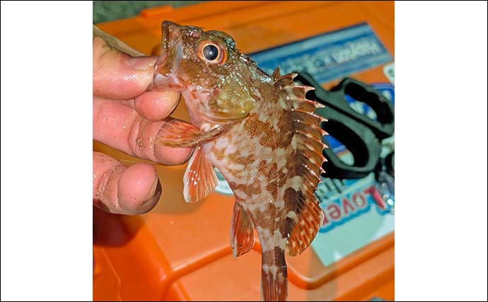 「短時間で五目達成！」紀北町・錦湾の夜釣りでアジ35匹＆クロサギも登場【三重】