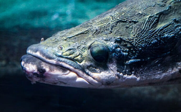 【世界の淡水巨大魚4選】 遥か太古から生きながらえてきた怪物たちに思いを馳せよう