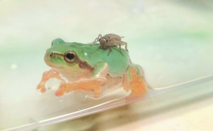＜アマガエル＞の赤ちゃんを飼育してみた　無事に育てるための工夫とは？