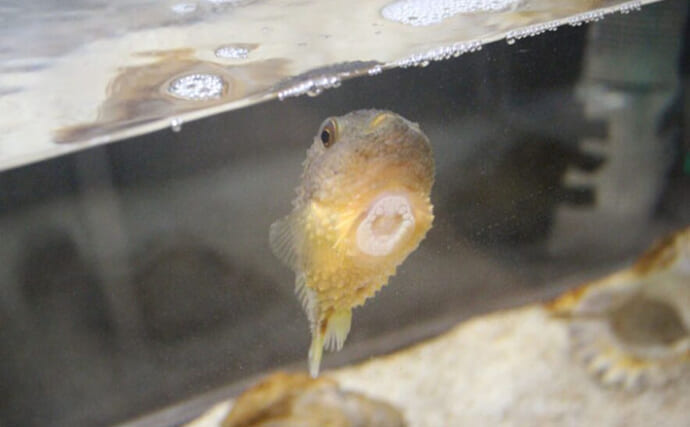 くりっとした顔がキュートな海のアイドル『ダンゴウオ』　流されない秘密はお腹にアリ？