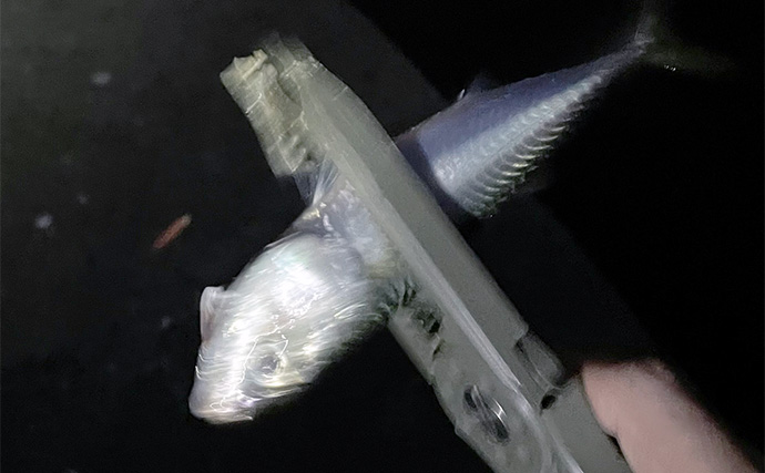 垂水漁港のライトゲームでサバ連発！【兵庫】アジ不発もカマス登場