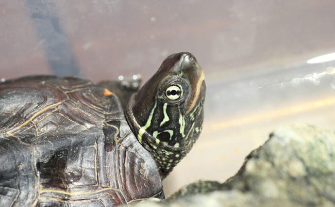 身近な水辺に棲息している『クサガメ』　よく似た他のカメとの見分け方は？