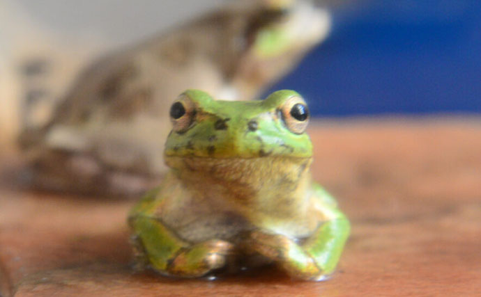 ＜アマガエル＞の赤ちゃんを飼育してみた　無事に育てるための工夫とは？