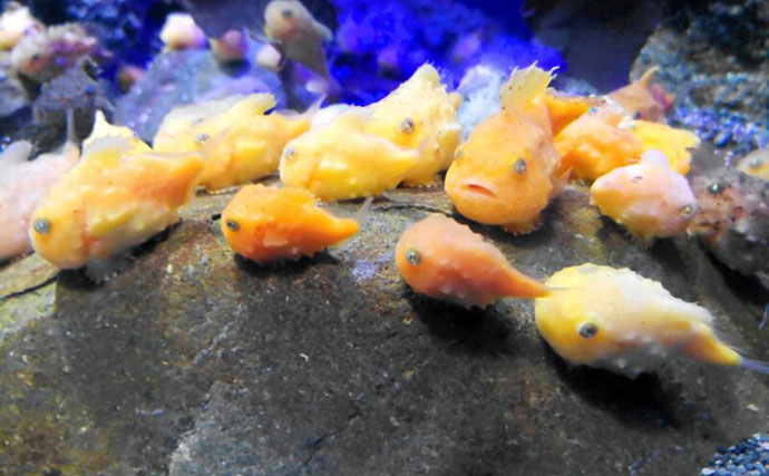 くりっとした顔がキュートな海のアイドル『ダンゴウオ』　流されない秘密はお腹にアリ？