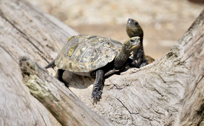 身近な水辺に棲息している『クサガメ』　よく似た他のカメとの見分け方は？