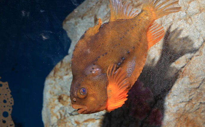 くりっとした顔がキュートな海のアイドル『ダンゴウオ』　流されない秘密はお腹にアリ？