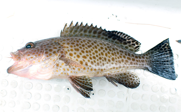 ご当地釣法「サーベルテンヤ」でボートから根魚を狙ってみた【静岡・沼津】