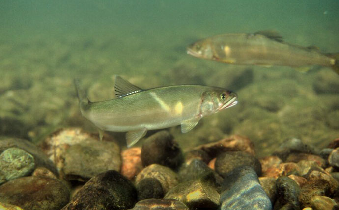 「必死な姿にグッとくる！」アユの遡上を観察してみた【和歌山・水ときらめき紀の川館】