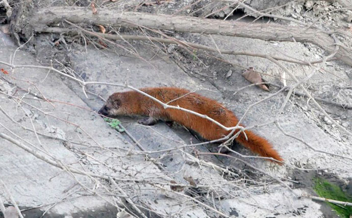 伊豆諸島で＜鳥類＞の多様性が低下していることが判明　捕食者の影響は海を越える？