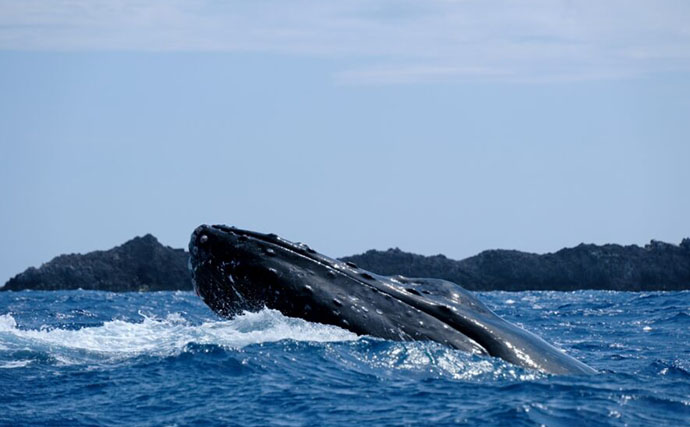 「歌が上手いほどメスにモテる？」ミンククジラの歌声の秘密に迫る最新研究が発表