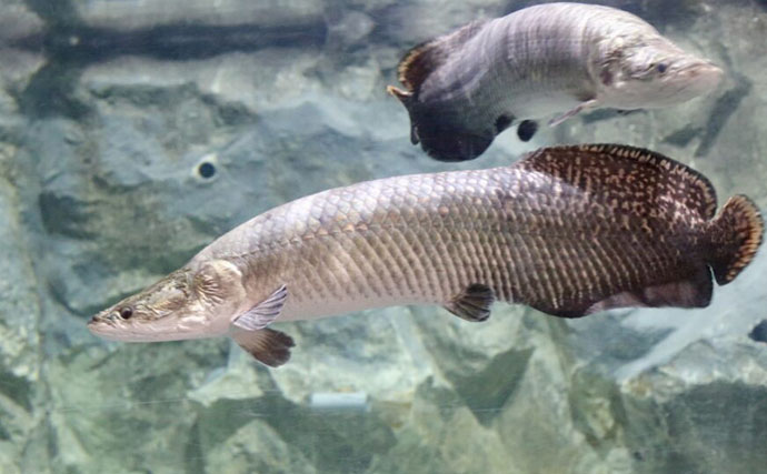 【世界の淡水巨大魚4選】 遥か太古から生きながらえてきた怪物たちに思いを馳せよう