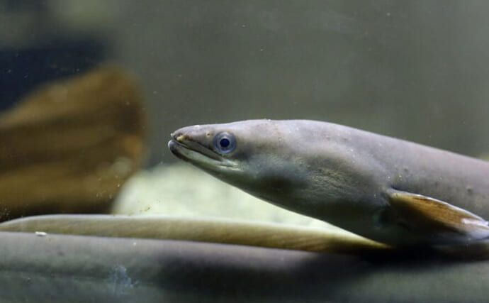 「ウナギの蒲焼」の約4割が北中米産＜アメリカウナギ＞　DNA分析で明らかに