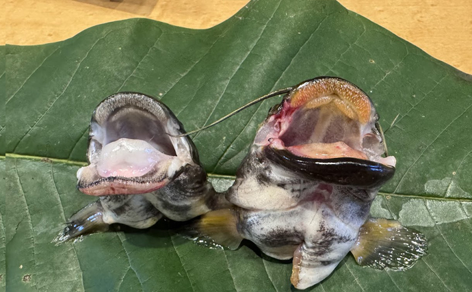 「第4のナマズ」こと『タニガワナマズ』を食べてみた　清流に生息しているから臭み無し？