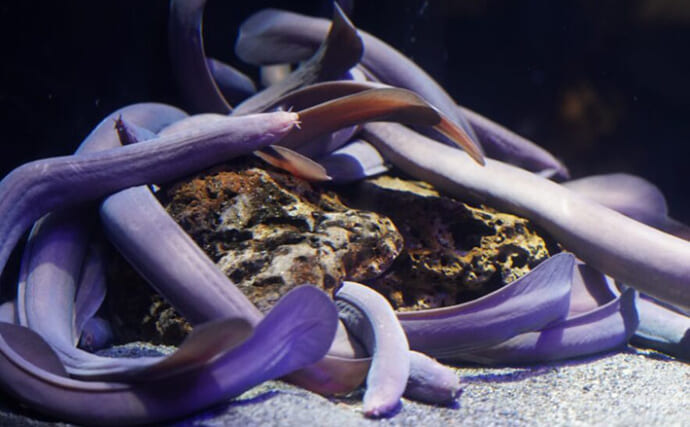 海底に生息する＜ヌタウナギ＞の生態が明らかに　寿命は長く繁殖効率は低かった？