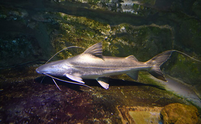 【世界の淡水巨大魚4選】 遥か太古から生きながらえてきた怪物たちに思いを馳せよう