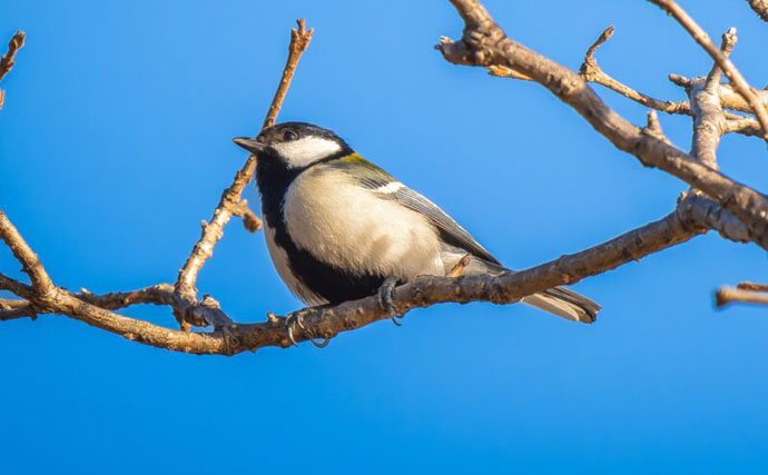 伊豆諸島で＜鳥類＞の多様性が低下していることが判明　捕食者の影響は海を越える？