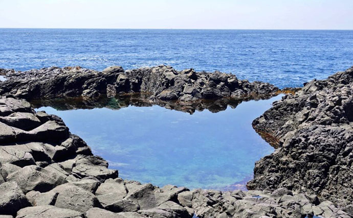 磯採集で出会える魅力的な＜ニザダイ科の魚＞3選　小さくて華やかな水槽の名脇役？