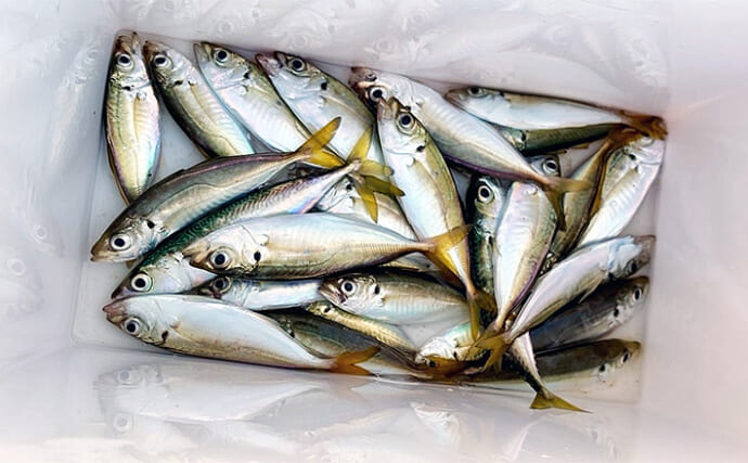大阪南港で豆アジが順調に成長中！サビキ釣りで13cm筆頭に小アジサイズが連発