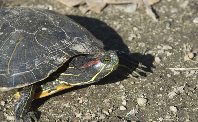 身近な水辺に棲息している『クサガメ』　よく似た他のカメとの見分け方は？