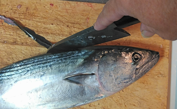 釣った魚で作る「食欲増進」レシピ：ハガツオのネズ味　ニンニクが決め手