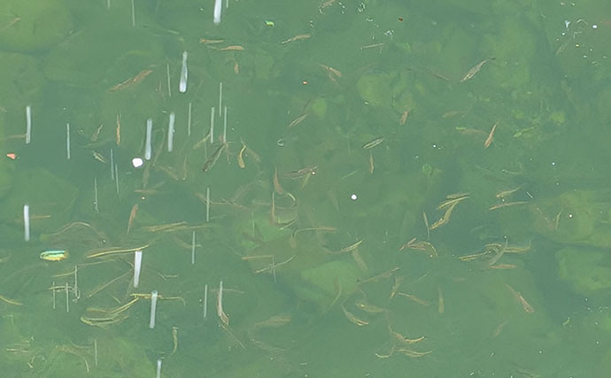 ＜五島列島流・超簡単川釣り＞のススメ　エサはどの家庭にもある食材でOK
