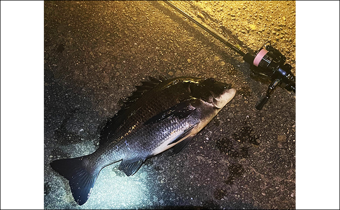 泉大津でのLT（ライトタックル）チニング釣行で小型のキビレをキャッチ【大阪】