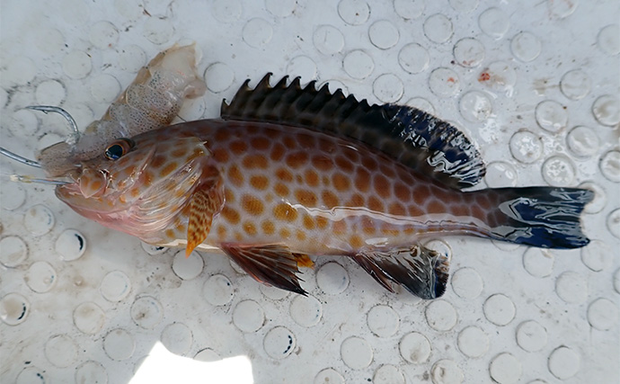 沼津エリアのボート釣りでアカハタにオオモンハタ【静岡】ひとつテンヤでキャッチ