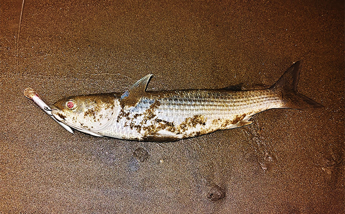 バイブレーションルアーで【狙ってボラを釣ろう！】 派手なカラーに好反応の傾向あり