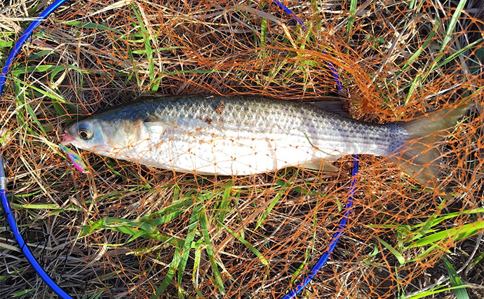 バイブレーションルアーで【狙ってボラを釣ろう！】 派手なカラーに好反応の傾向あり
