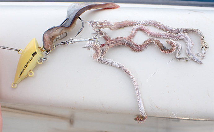 ご当地釣法「サーベルテンヤ」でボートから根魚を狙ってみた【静岡・沼津】