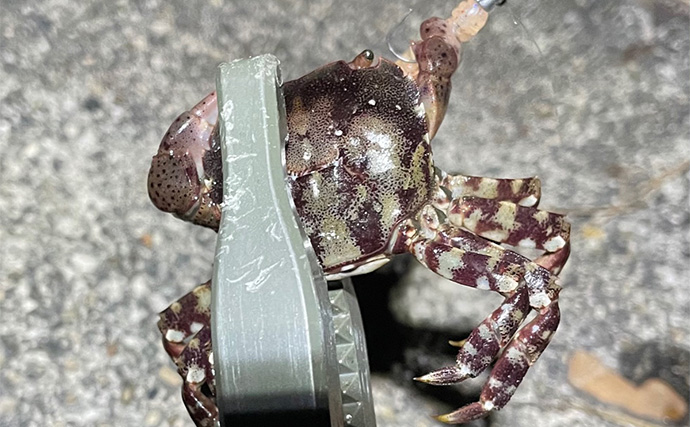 「猛暑でも釣りをしたい！」短時間での穴釣りや雑魚釣りで夏の釣りを楽しもう