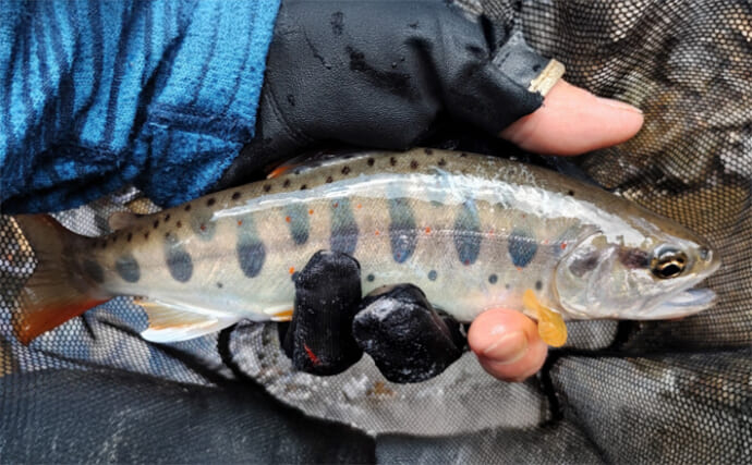 渓流エサ釣りで23.5cm頭にアマゴ15匹【奈良・洞川】雨降ればさらに釣果上向くか