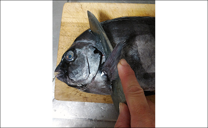 釣魚で作る「もったいない」レシピ：イシダイの中落ち　重要なのは根気？