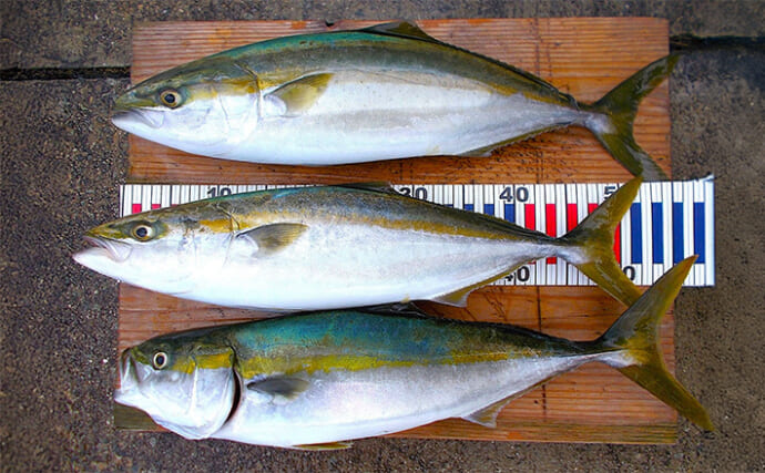 明石沖ライトジギング釣行で50cm後半のハマチ3匹【兵庫】濃赤カラーのジグにヒット