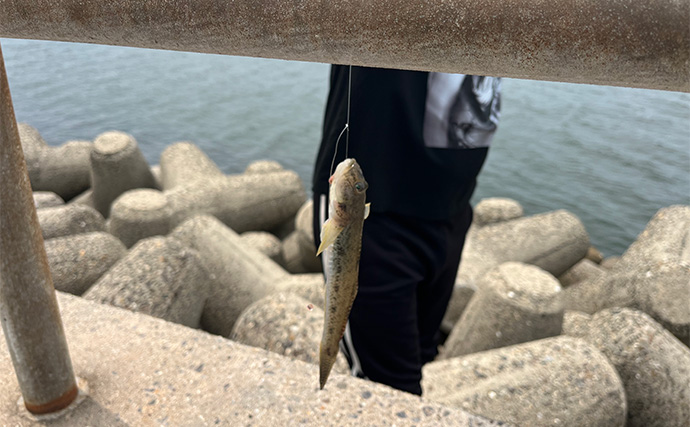 『三河湾釣り大会スピンオフ』で良型キス＆ハゼが続々【愛知】賞品はお米がメイン