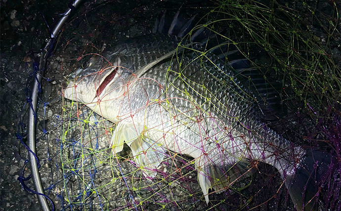 泉大津でのLT（ライトタックル）チニング釣行で小型のキビレをキャッチ【大阪】