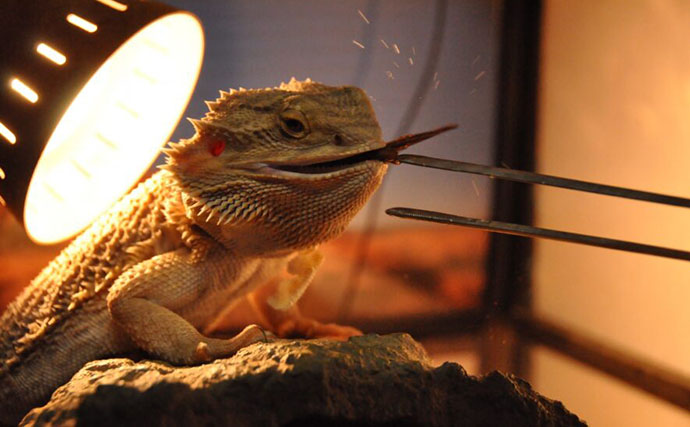 ＜アマガエル＞の赤ちゃんを飼育してみた　無事に育てるための工夫とは？