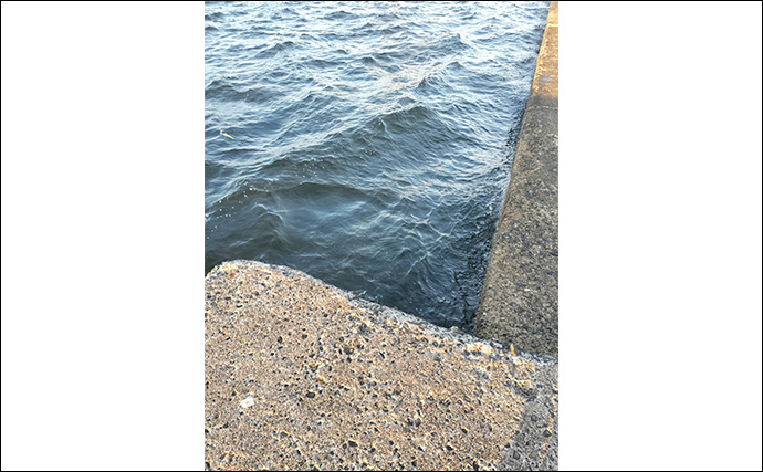 豆アジは「お手軽だけど手強い」ターゲット　豆アジングの魅力と基本を徹底解説