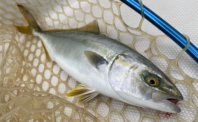 「1日で色んな釣りをしたい！」ガイド船で【シーバス・青物・タチウオ・マゴチ・キス】全て満喫してみた