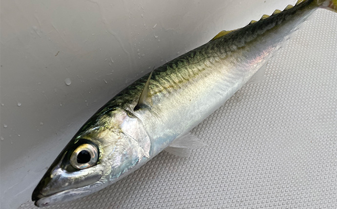 「1日で色んな釣りをしたい！」ガイド船で【シーバス・青物・タチウオ・マゴチ・キス】全て満喫してみた