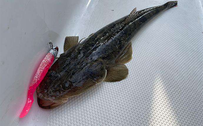 「1日で色んな釣りをしたい！」ガイド船で【シーバス・青物・タチウオ・マゴチ・キス】全て満喫してみた