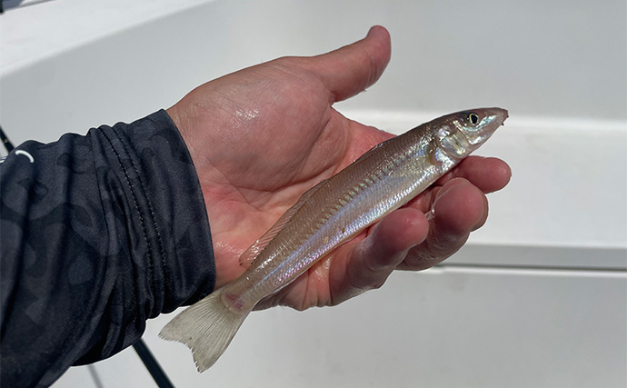 「1日で色んな釣りをしたい！」ガイド船で【シーバス・青物・タチウオ・マゴチ・キス】全て満喫してみた