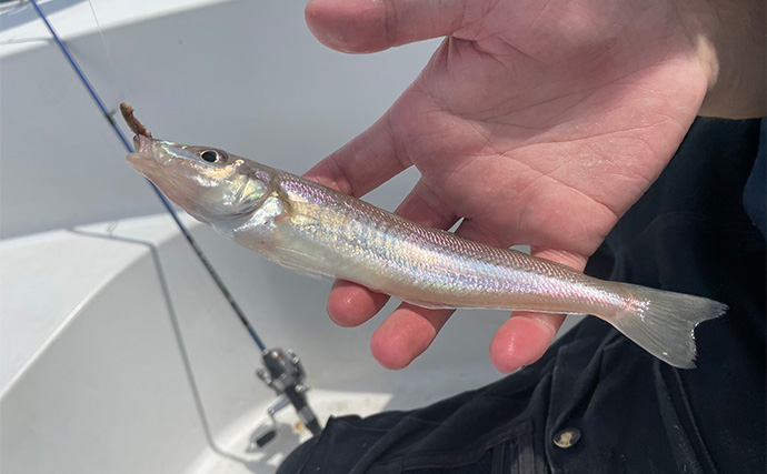 「1日で色んな釣りをしたい！」ガイド船で【シーバス・青物・タチウオ・マゴチ・キス】全て満喫してみた